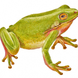 Green-Tree-Frog