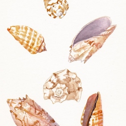 shells