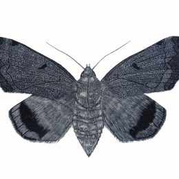 Moth-Scraper-Board-Leonie-Norton
